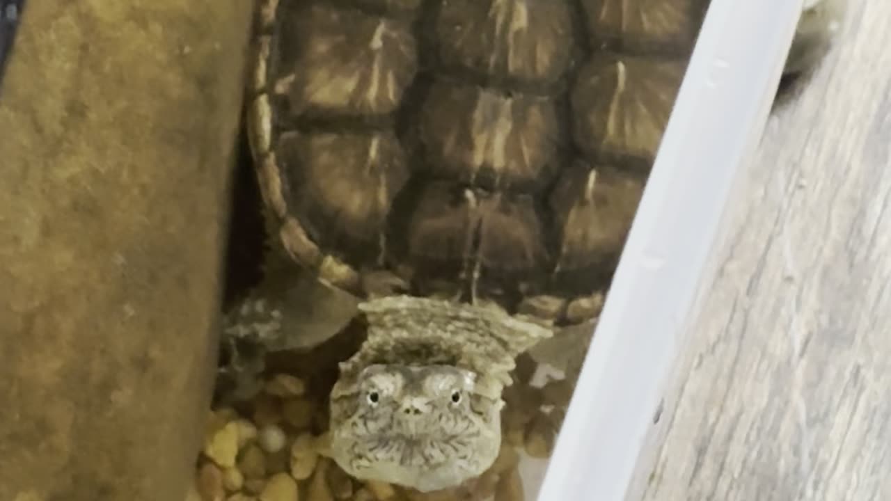 Evil look from my snapping turtle