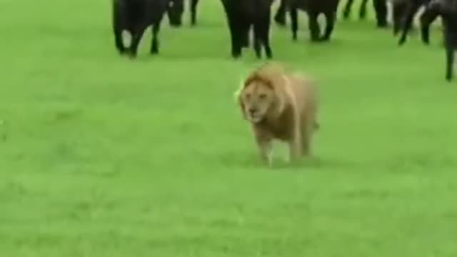 Buffalo attack on lions#shorts #wildlife