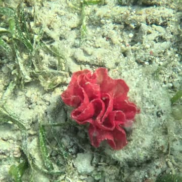 Dancing Beneath the Waves: Snorkeling with the Spanish Dancer Sea Slug