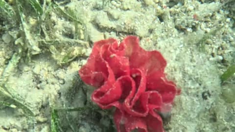 Dancing Beneath the Waves: Snorkeling with the Spanish Dancer Sea Slug