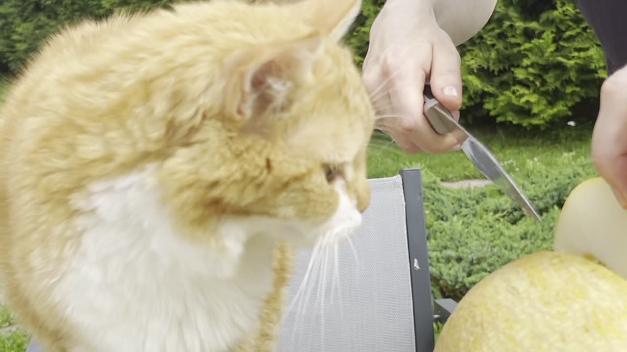 Curious Cat Eats a Melon