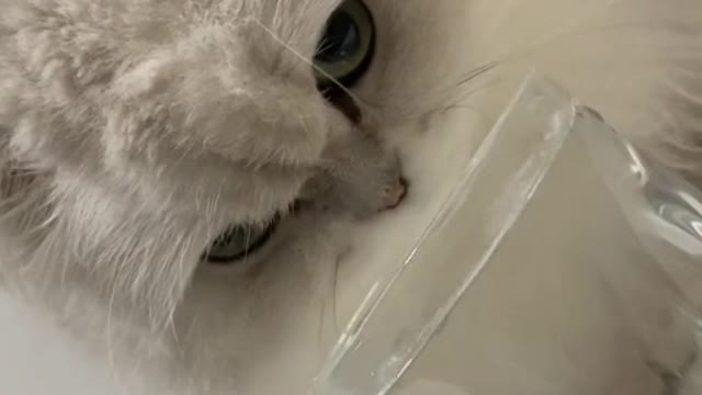 Cats have very simple minds