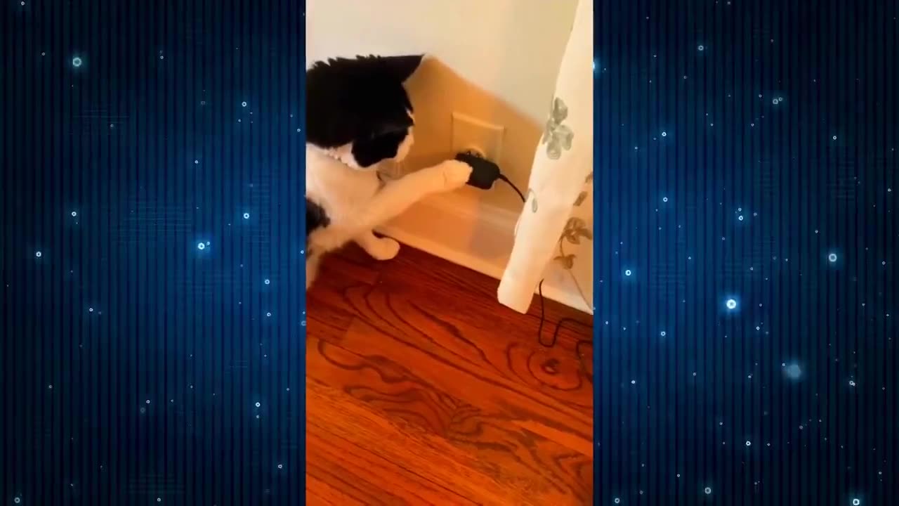 New Funny Videos 2024 😍 Funniest Cats & Dogs Videos🐶😹 Part 51