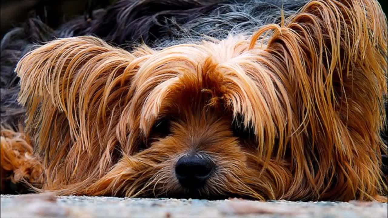 Relaxing music for your pets