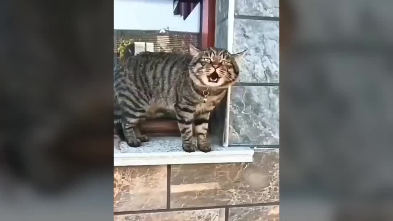 Cute cats..You win if you don't laugh.