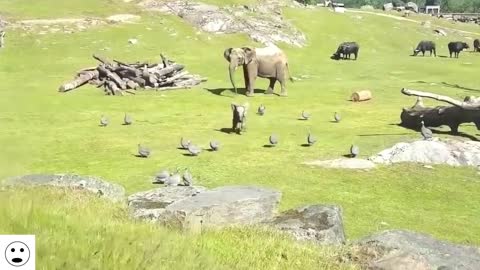 ANIMAL MOTHER AND CHILD. SOOOO CUTE!!!