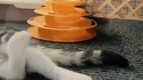 "How can you sleep at this age" \funny \funny animal \cute pet \meow star man