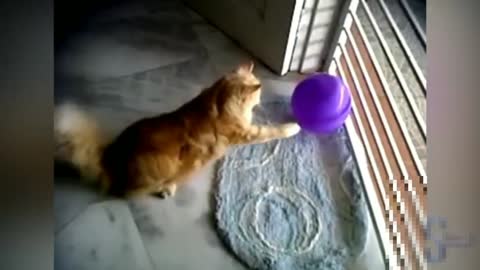 Cute cats vs balloons [funny videos] #2