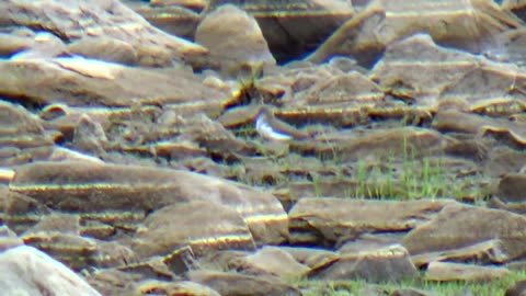 Sandpiper