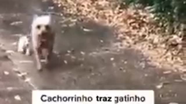 Este vídeo me emocionou