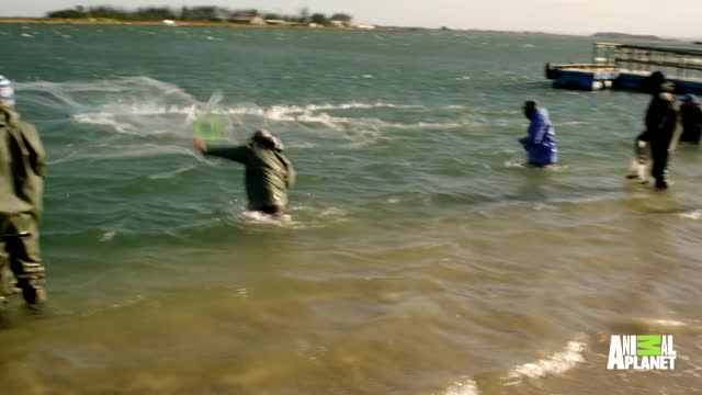 Dolphin Helps Fisherman Catching Fish