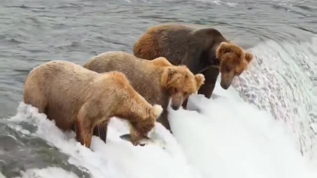 Grizzly Bears Catching Fish