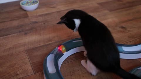 Cute kitten playing with cat toy