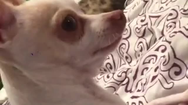 smart dog | good working dog | cute dog | rescue dog #short