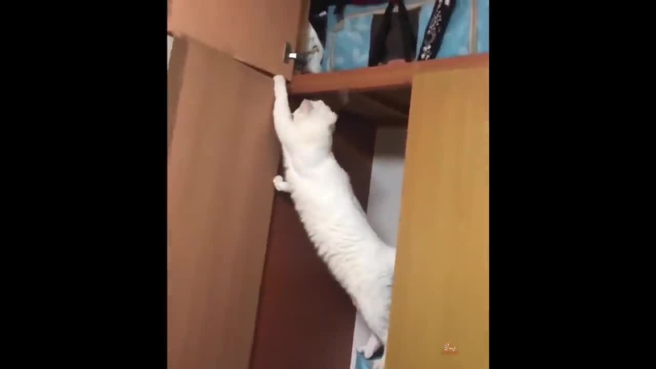 Funniest Animals - Best Of The 2021 Funny Animal Videos #72