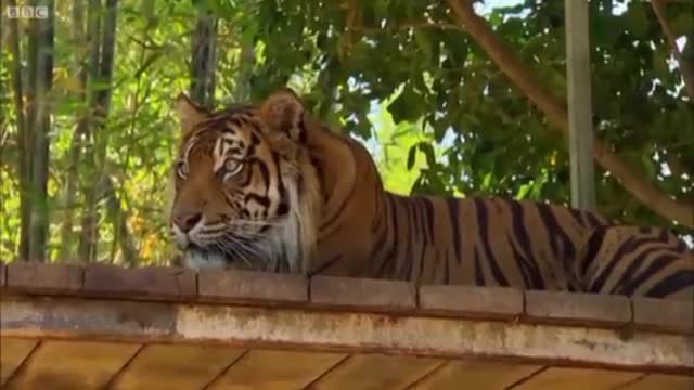 Cubs Meet Adult Tigers for the First time