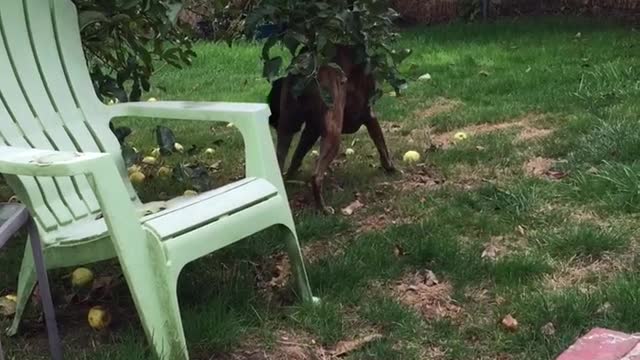 Boxer Dog Picking Apples