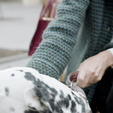 my best dog Dalmatien is a very popular dog,