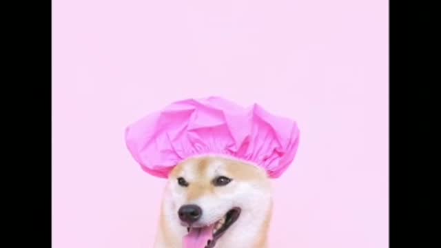 Funny dog videos