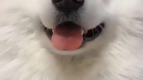 Super Funny Dog