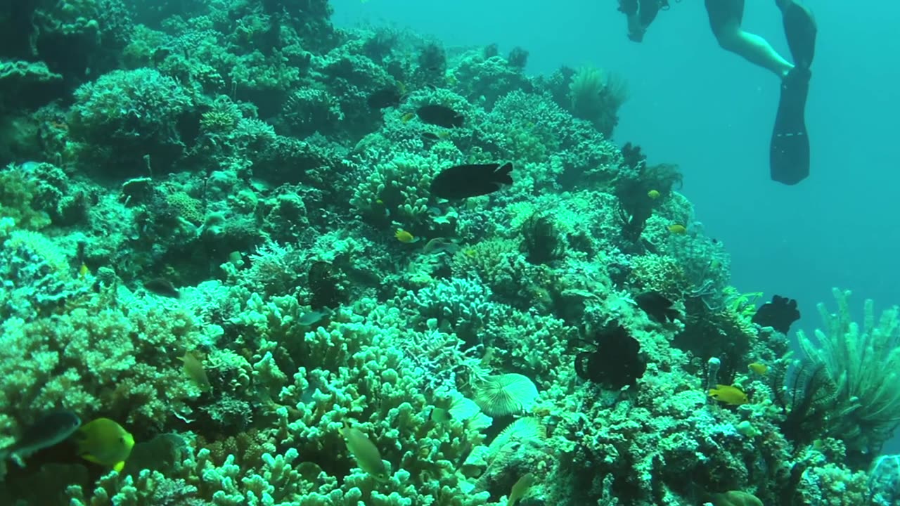 Fascinating coral reef - no sound