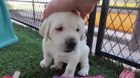 Smiley Puppies Find Their Bark!