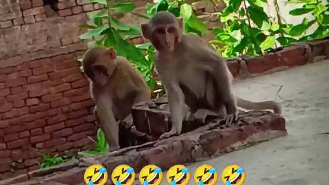 Monkey is funny video😂 #funny