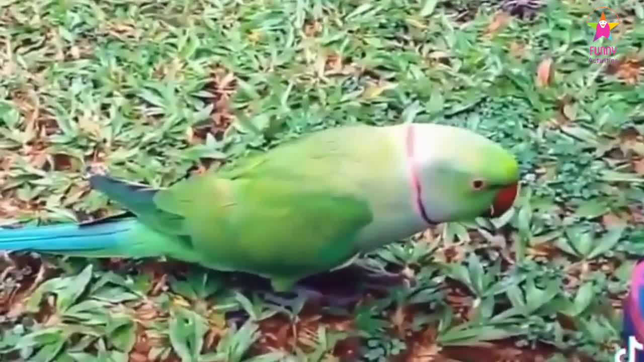 cute pet bird# lovely parrot# short