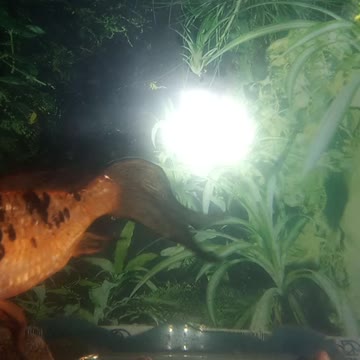 Look at these two beautiful fish