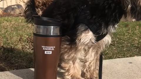 Brown dog sniffs 2018 bagels coffee mug on ledge