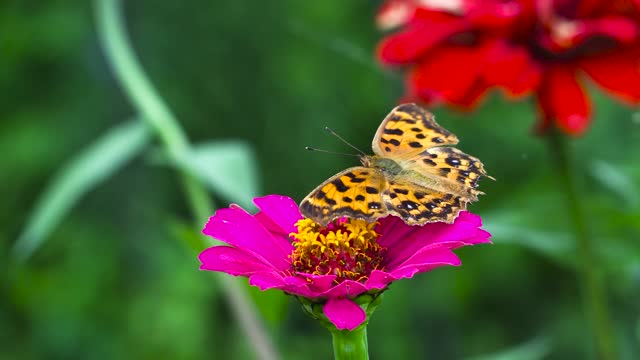 beautiful butterflies21