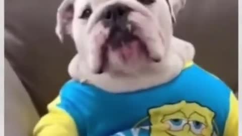 Cute dog video
