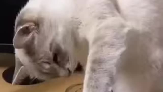 Cats are so funny / viral cat video/ cats lover/ Cats beauty/ cats /