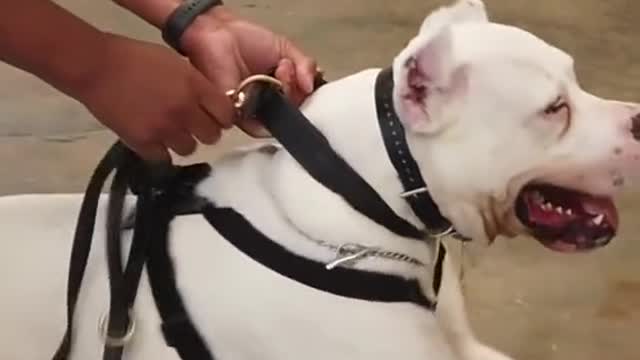 Cosas que tú no sabías del Dogo argentino