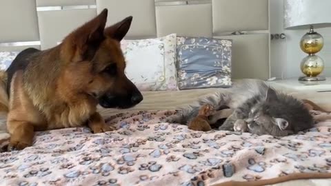 German Shepherd Meets Newborn Kittens with Mom for the First Time