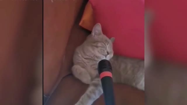 Cat purring loudly when sleeping