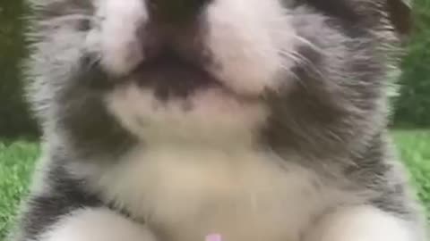 BABBY WITH CAT FUNNY VIDEO