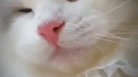 BEAUTY OF CAT