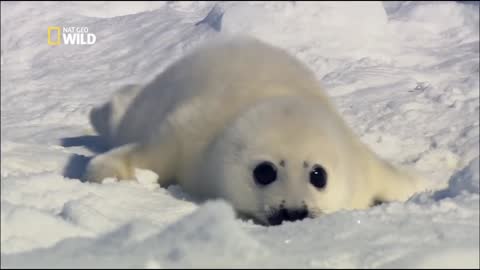 Arctic _ Harp seals