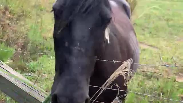 Horse enthusiastically greets returning horse and rider.