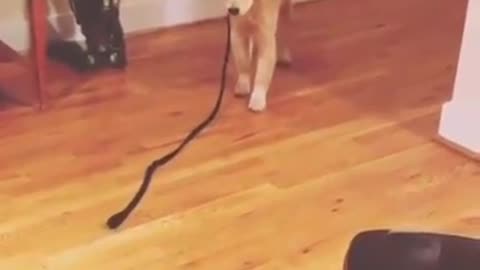 Dog in the funny