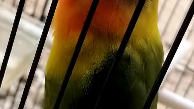 Lovebird benign