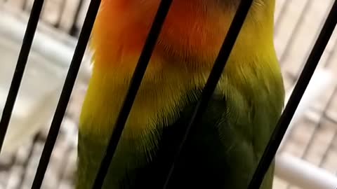 Lovebird benign