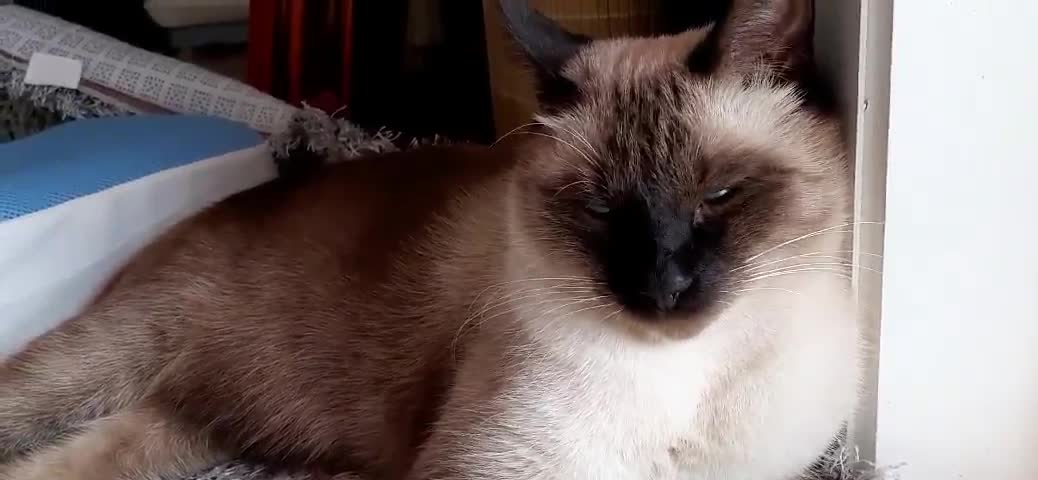 Cat is sleepy