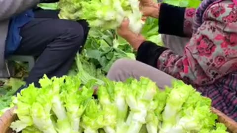 Fresh Rock Sprouts harvesting #farming