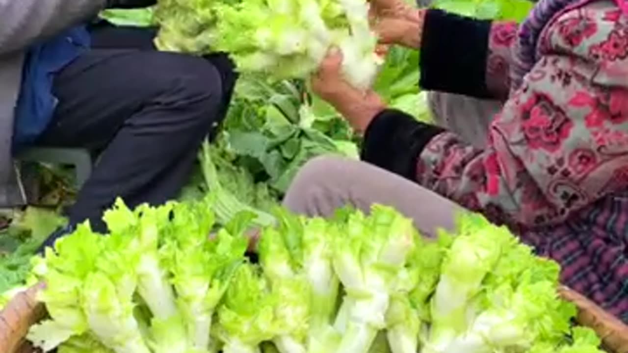 Fresh Rock Sprouts harvesting #farming