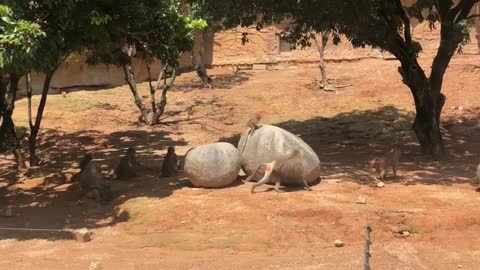 baboons