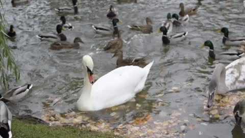 The ducks are very happy