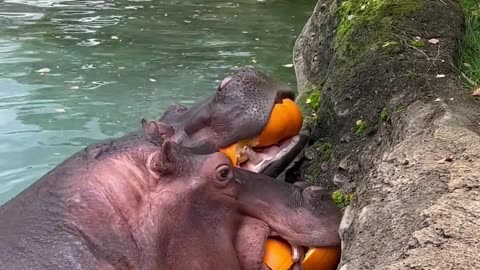 Hungry hippo