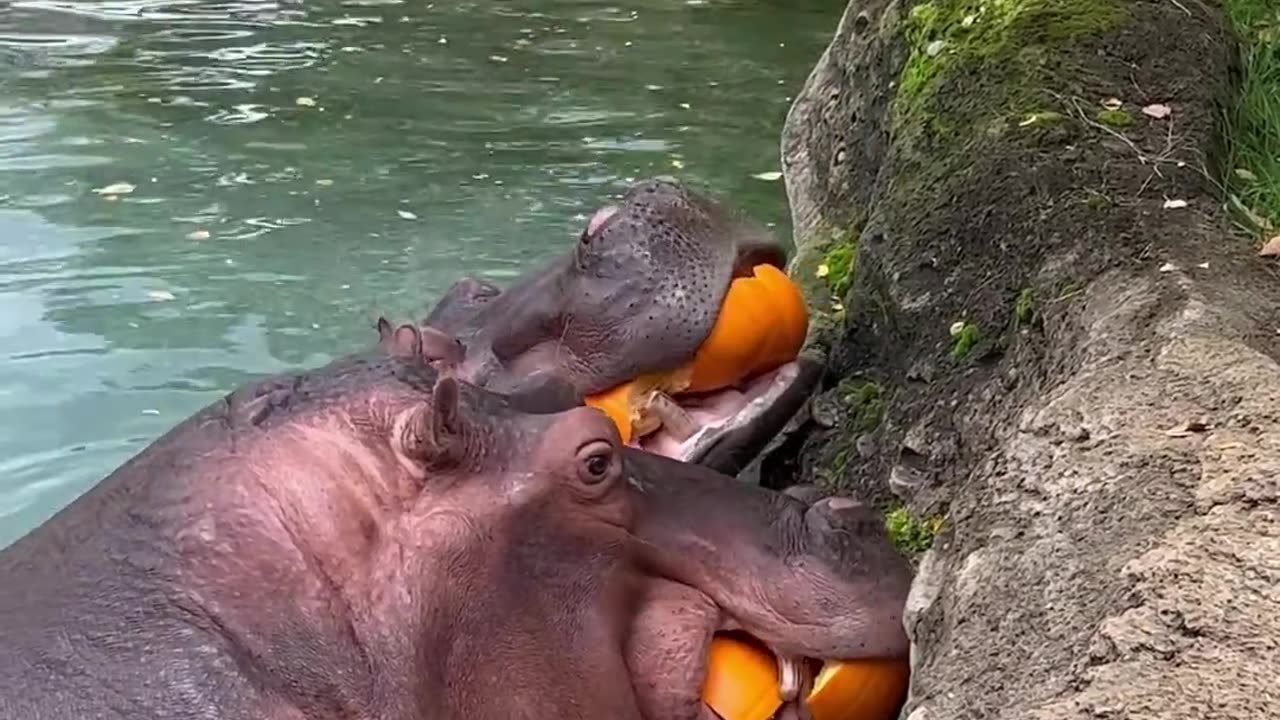 Hungry hippo